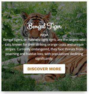 Tiger image after hover overlay
