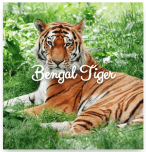 Tiger image before hover overlay